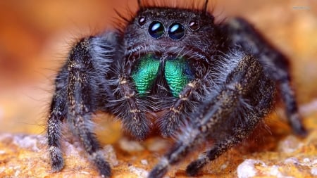 Jumping Spider - four pairs of eyes, tropical forests harbour most species, salticidae, bimodal breathing