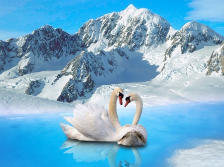 Swans in the mountains - bird, swans, swan, lake, mountains