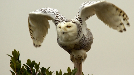 Owl - owl, animals, birds, beautiful