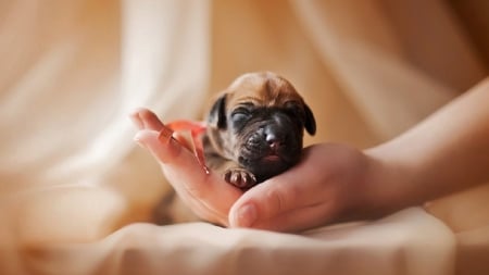 * So cute...* - puppy, animal, dogs, animals