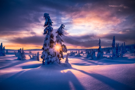 Winter Morning - clouds, trees, winter, beautiful, snowy landscape, sunrise, forest, cold, light and shadows, sky