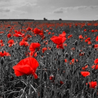 Poppy Field