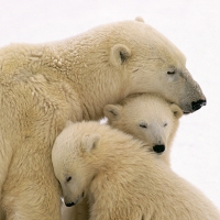 Polar bear cubs cuddling mother