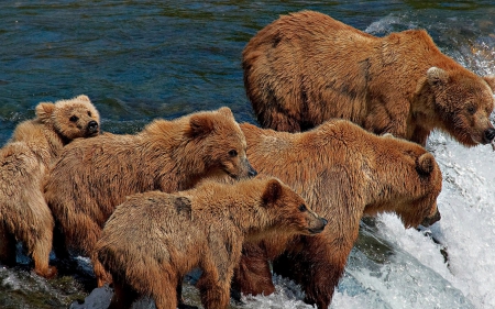 bear family - cub, waterfall, bear, river