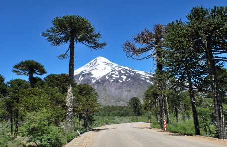 Araucaria Road - trees, volcano, National Park, beautiful, snowy peaks, road, blue sky, forest, Villarrica, Chile