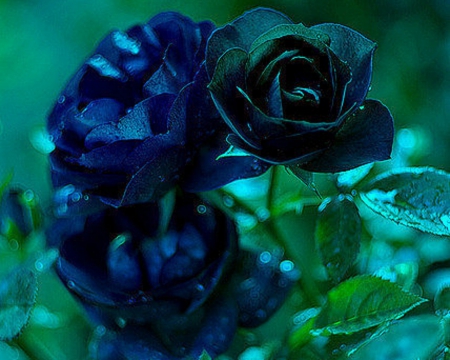 Beautiful Blue Rose - flowers, roses, nature, blue, petals