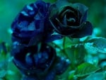 Beautiful Blue Rose