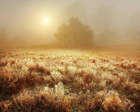 Field - field, tree, nature, sunset