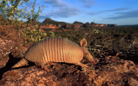 armadillo - leaf, plants, rocks, armadillo