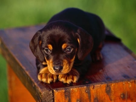 ♡Adorable puppy♡ - black, dogs, brown, cute, puppies, puppy, animals