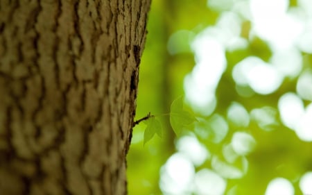 *New life* - trunk, trees, forest, life, leaves, nature, green, new, cortex