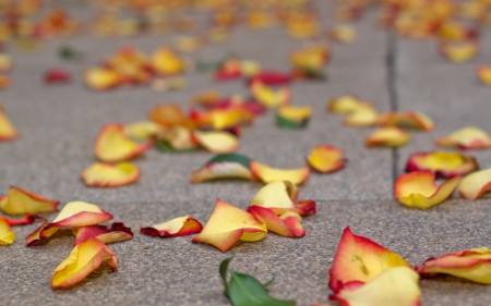 *Roses petals on the street* - flowers, street, roses, on, hd, wallpapers, the, petals