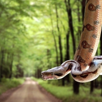 Snake in a forest