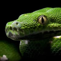 Green snake