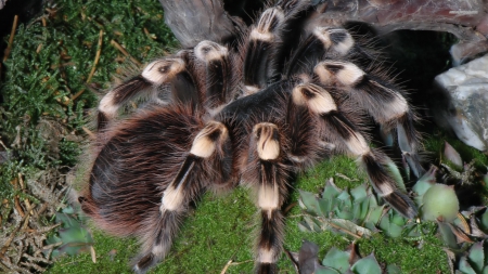 Tarantula . - arachnid, invertibrate anthropod, theraphosidae, most species of tarantula are not dangerous to humans