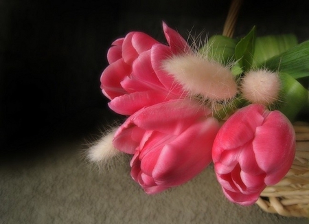 Pink Tulips - flowers, beautiful, pink, tulips