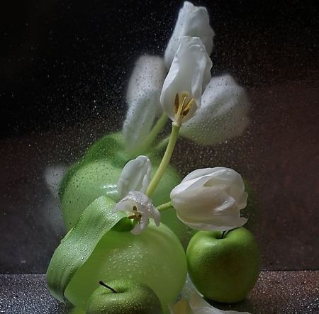 White Tulips - flowers, still life, amazing, tulips