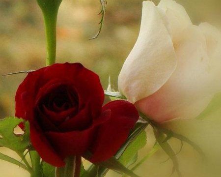 Two Roses - flowers, roses, petals, nature