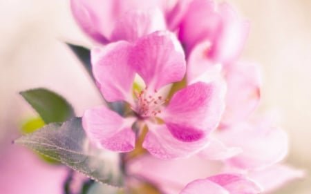 Beautiful Flowers - flowers, pink, bloom, naure