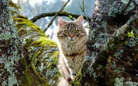 Cat - animal, cute, beauty, cat, tree, nature, green