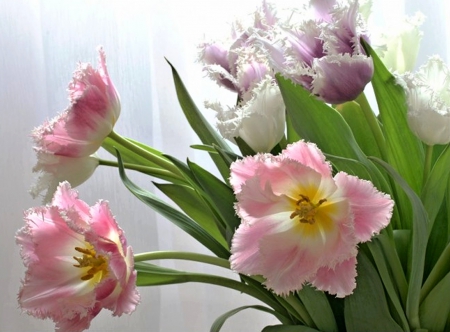 Pink Tulips - tulip, flowers, pink, beautiful