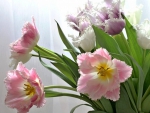 Pink Tulips