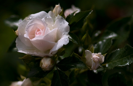 Rose - flowers, rose, white, garden