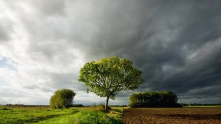 field - nature, fun, trees, cool, field