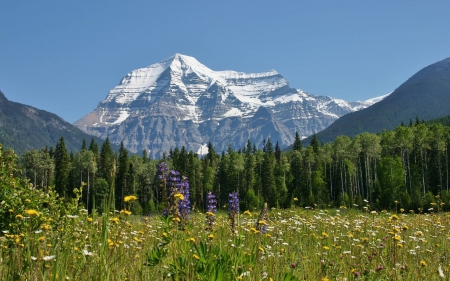 mountain forest - nature, fun, cool, mountain, forest, flowers