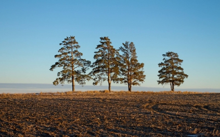 field - cool, field, fun, trees, nature