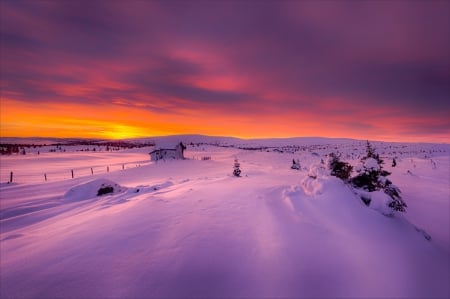 Winter - winter, nature, snow, cold