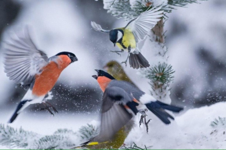 Birds - winter, cute, snow, birds