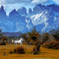 Wild and Free