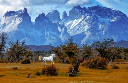 Wild and Free - national park, Patagonia, Torres del Paine National Park, horses, Chile, mountain, park, wild