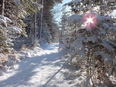 Winter morning. - forests, winter, nature, other