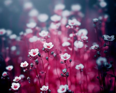 Beautiful Flowers - nature, flowers, petals, pink