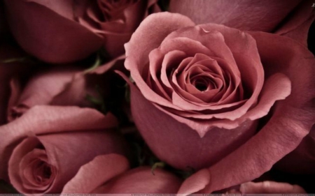 Beautiful Rose - flowers, petals, rose, bloom