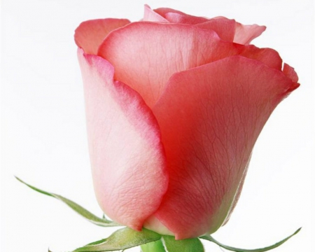 Pink Rose - bud, rose, flower, pink