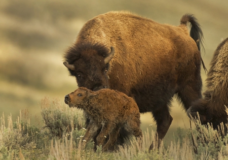 Stand Up Child - planes, bison, buffalo, calf, wallpaper, art animal