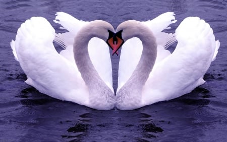 Ewan Love - lovely, swans, water, heart