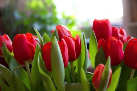 Beautiful - nature, tulips, flowers, red