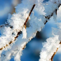 Frost macro