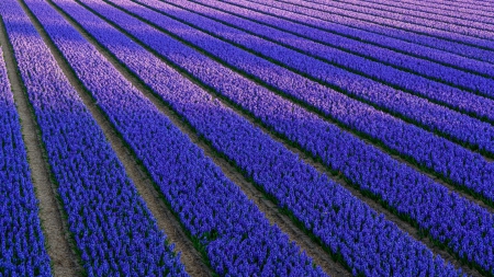 Spring - purple, flowers, field, hyacinths, lilac