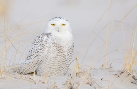 CAMOFLAUGE - white, eyes, camo, owl, bird