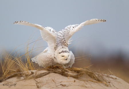 LAUNCHING OFF - HUNTER, WHITE, YEYS, SNOWY, OWL