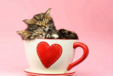 Valentines - It Must Be Love - adorable, animals, heart, kittens, lovely, cup, love four seasons, valentines, pretty, cats, holiday, colors, beloved valentines, cute