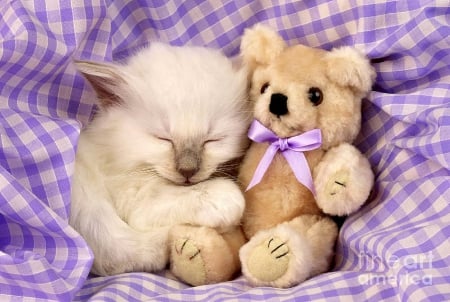 ..Be Mine Friend.. - pretty, colors, lovely, sleep, kittens, beloved valentines, teddy bear, cute, cats, adorable, love four seasons, animals