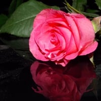 Pink rose reflected in the mirror