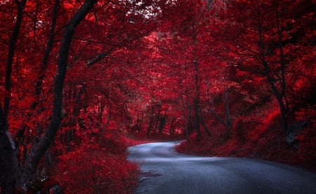 Red Forest - autumn, trees, autumn splendor, road, nature, fall, woods, forest, red forest