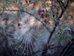 Web